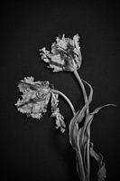 Verstrengeld  tulpenpaar