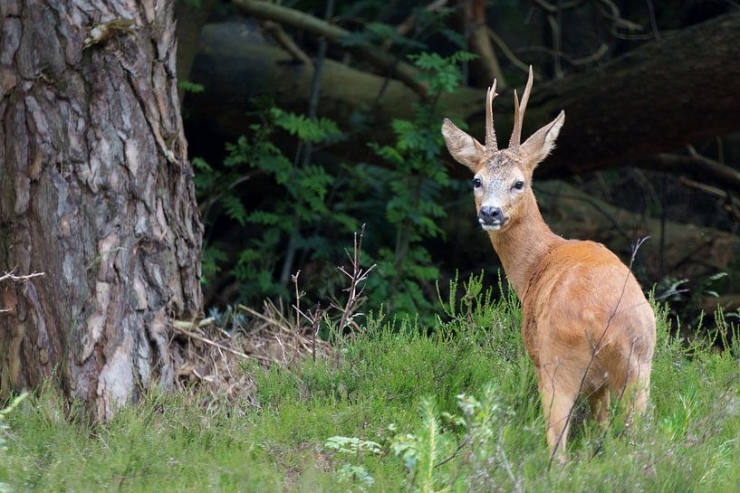 Reebok dans la forêt par Marcel Jagt