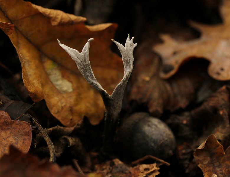 Meadowweed in an autumn scene by Pim van der Horst