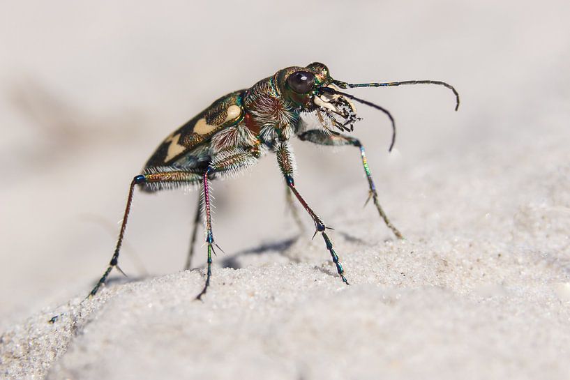 Cicindela hybrida 1 by Francois Debets