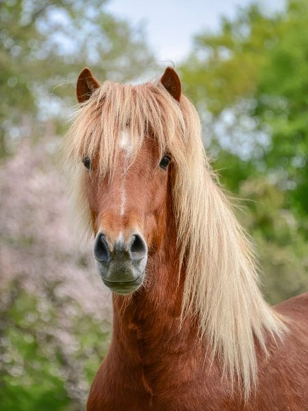 Paardenportret Aegidienberger kruising tussen Paso en IJslands van Katho Menden