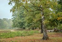 Silberbirke mit den ersten Anzeichen des Herbstes vor einem nebligen Hintergrund