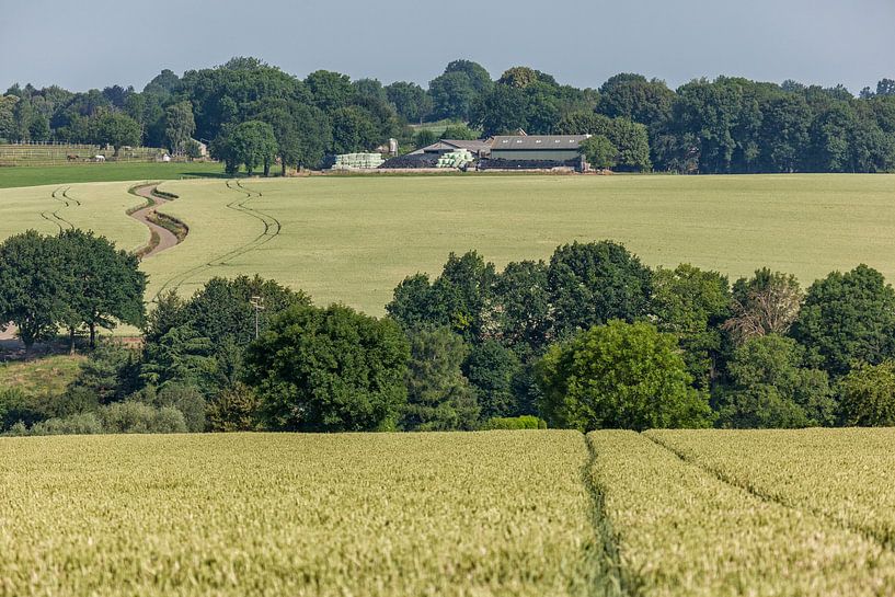 Graanvelden rond de gemeente Simpelveld von John Kreukniet