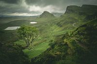 Arbre solitaire près de Quiraing