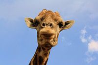 Giraffe 