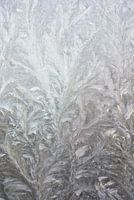 Ice flowers on glass in winter 7008020023 photographer Fred Roest