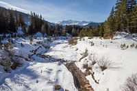 Rasciesa in de sneeuw