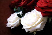 White and red roses on a dark background