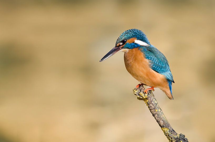 Kingfisher waiting for a landing by Elles Rijsdijk