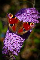 Butterfly day peacock on butterfly tree
