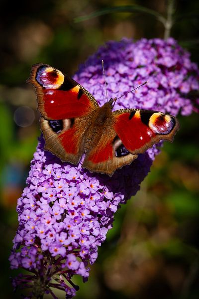Schmetterlingstag Pfau auf Schmetterlingsbaum von Jani Moerlands