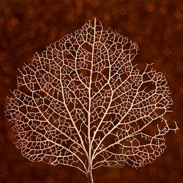 Kastanienbraun und andere warme Herbstfarben: Die Aderstruktur eines Hortensienblattes von Marjolijn van den Berg