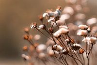 Verdord Jacob's Cross Weed