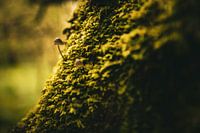 Champignons auf Moos