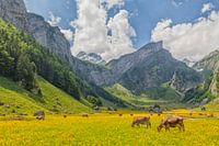 Almwiese am Seealpsee