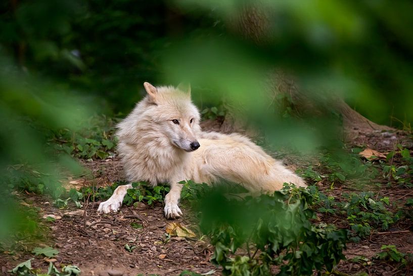 Hudson Bay wolf van gea strucks