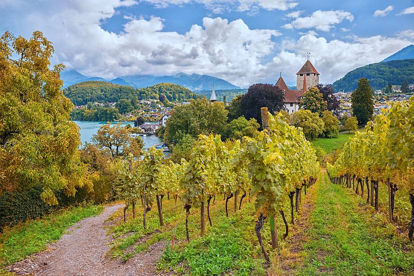 Rebberg Spiez am Thunersee von SusaZoom