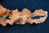 Algues oranges sur la plage noire