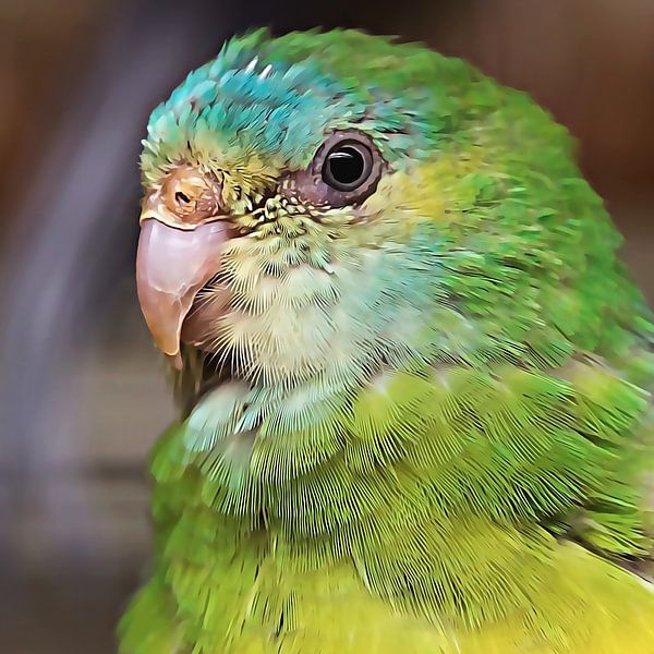 Grüner Sittich (quadratisch) von Art by Jeronimo