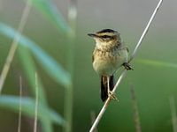 Reed warbler - 2