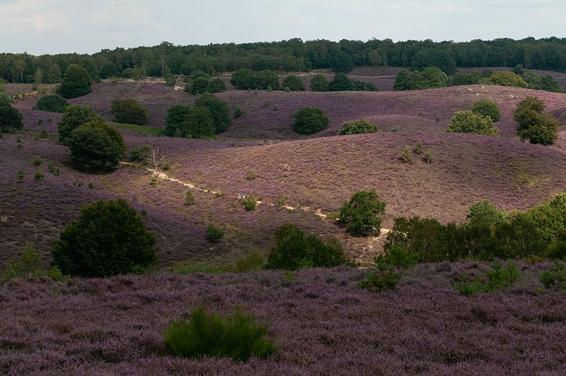Heather Posbank by Nancy van Verseveld