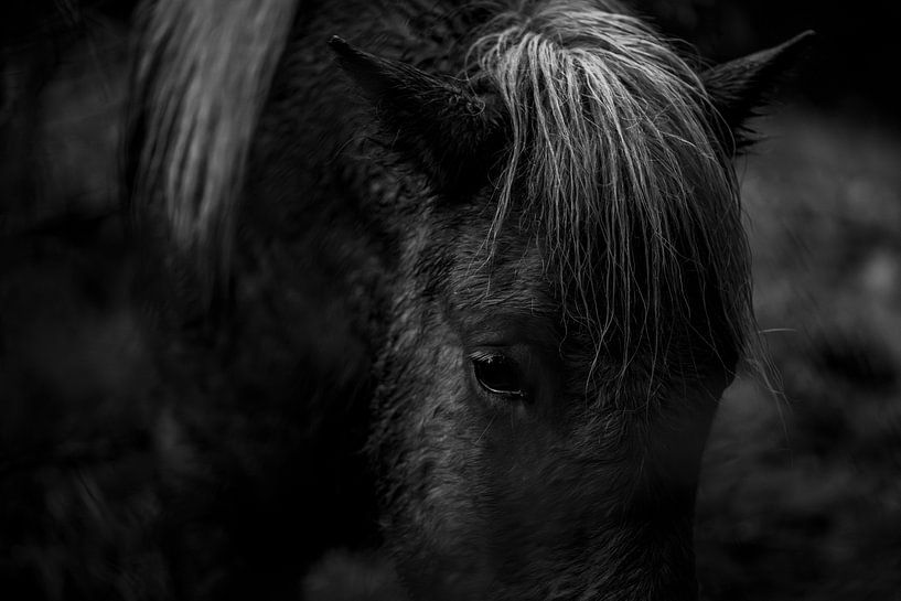 Horse in Intense Focus in Black and White by Femke Ketelaar