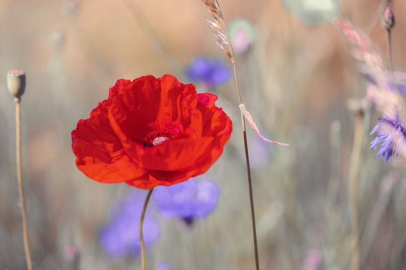 Mohnblumen im morgendlichen Gegenlicht von Kurt Krause