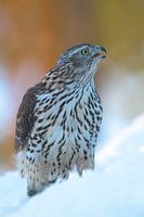 Goshawk in the snow.