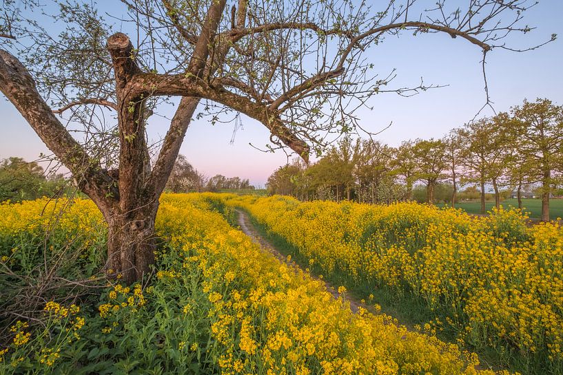 Colza - Graine de colza par Moetwil en van Dijk - Fotografie