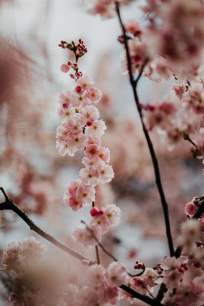 Pink cherry blossom by Yvette Baur