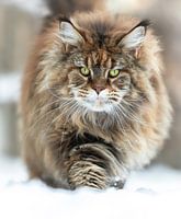 Maine Coon Katze Porträt Löwin im Schnee