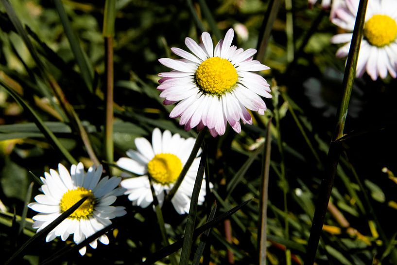White flowers Max Chrysanthemum in closeup by Kristof Leffelaer