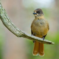 Siberian jay on the lookout.