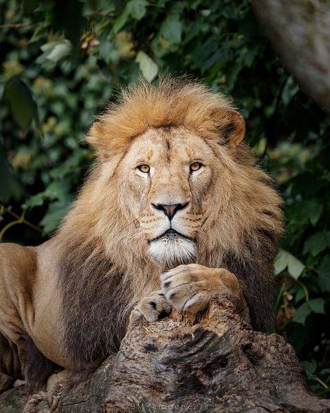 Löwe liegend auf Baumstamm Portraitfoto von Barbara Kempeneers