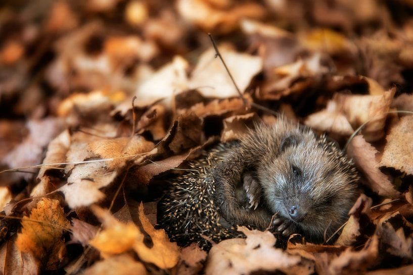 Europäischer Igel (Erinaceus Europaeus) schläft im Herbstlaub von Dieter Meyrl