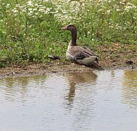 Goose Park Lingezegen