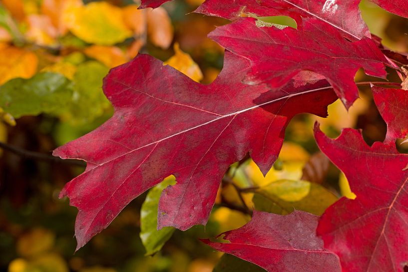 rotes Herbstblatt von W J Kok