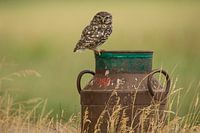 Little owl on rusty old milk churn