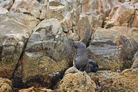 Kaapse pelsrob op een rots