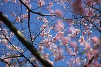 Rosa Kirsche Blume gegen einen blauen Himmel