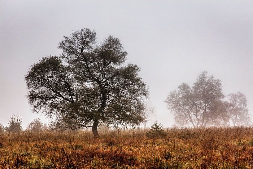 Botrange von Rob Boon