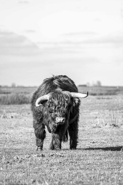 Highlander écossais au printemps par Maria-Maaike Dijkstra