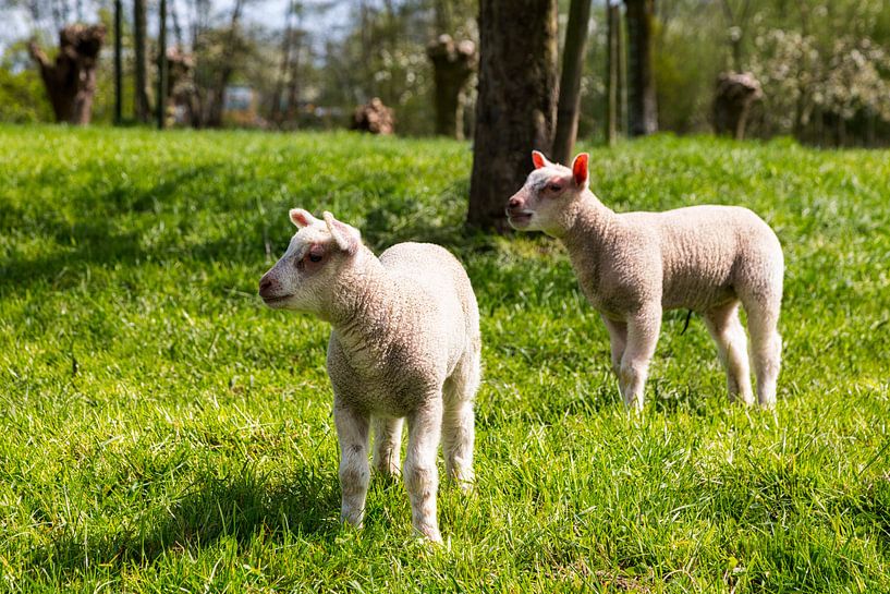 Lammetjes in een boomgaard, Lambs in an orchard, Lämmer in einem Obstgarten by Bram van Broekhoven