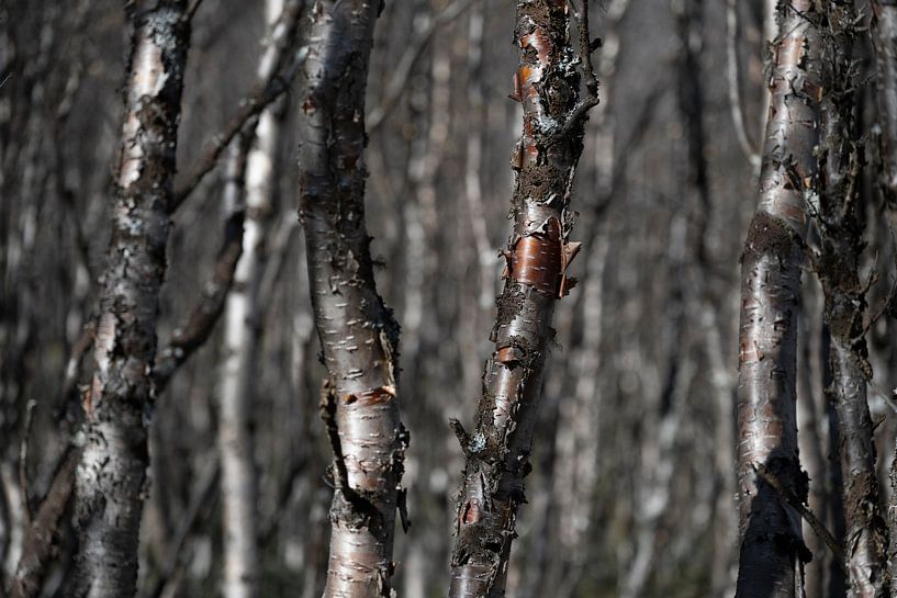 Bouleau et écorce par Raoul Baart