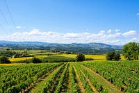 Weinberge in der Sonne