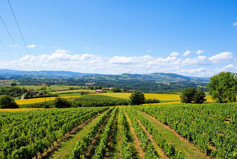 Weinberge in der Sonne von BTF Fotografie