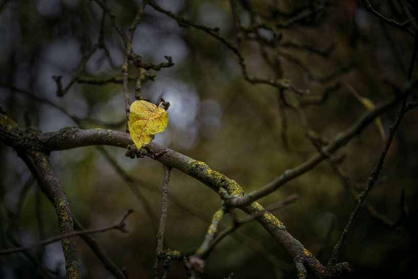 Last yellow autumn leaf in the dark bare branches of an old tree, wabi sabi concept, symbol for tran by Maren Winter