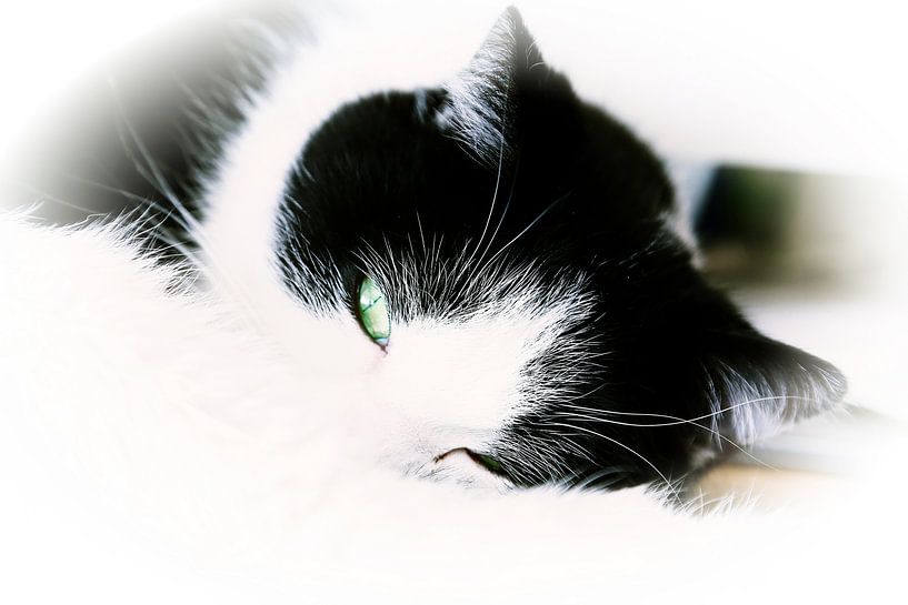 poesje mauw von Marianne Bras