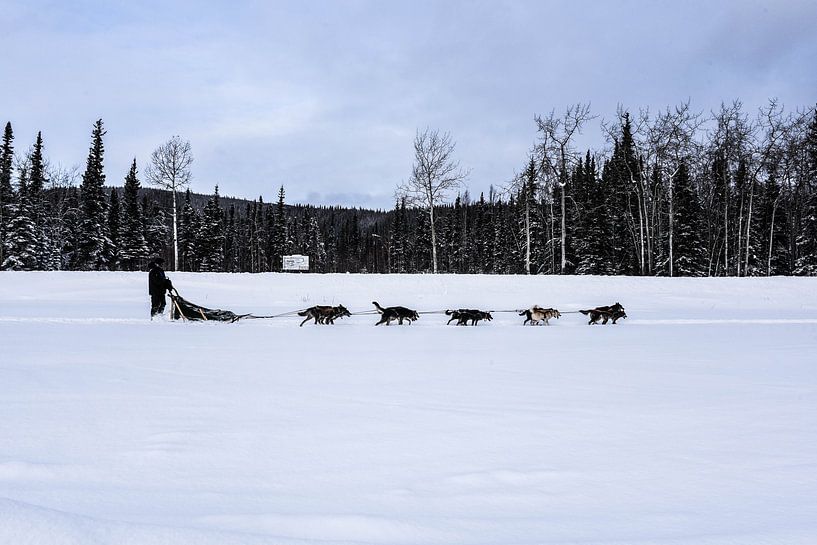 Sledehonden by Sara Vasseghi