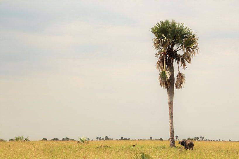 Buffalo - by Marije Zwart
